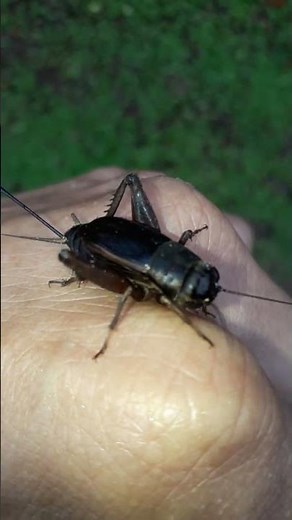 🦗 O Grilo NÃO Canta Com a Boca?! 😳 #biologia #animaisselvagens