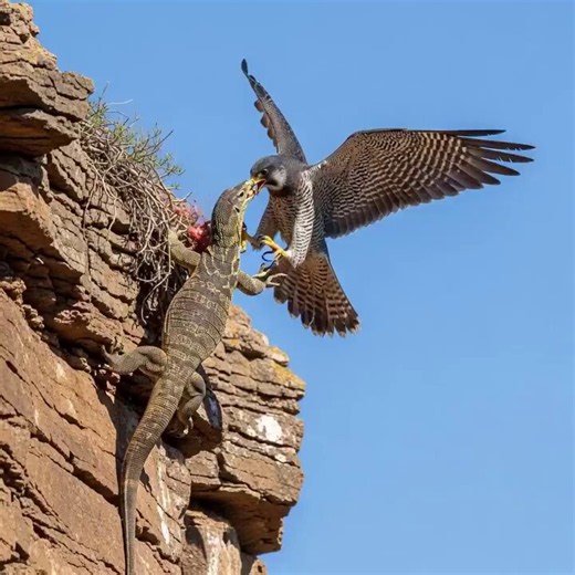 This is Sparta! 🦅🦎 Nature doesn't negotiate.