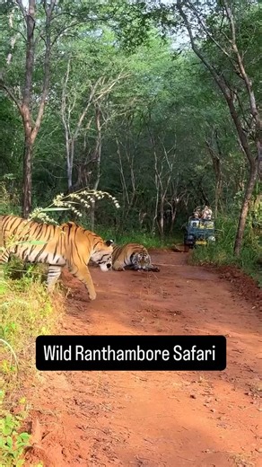 Power Struggle in the Wild | Riddhi’s Dominance at Ranthambore | Tiger Territory Drama Power struggle in the wild 🐅🔥 Riddhi rules her territory with strength and grace — but in the jungle, dominance is never permanent. Only time will tell who stays and who moves on… 🌿🐾 Witness the untamed drama unfold in Ranthambore National Park — where every roar tells a story! 🎥 :- @tiger_with_bobby #Ranthambore #RanthamboreTigers #RanthamboreSafari #RanthamboreNationalPark #WildRanthambore #TigerTerrito