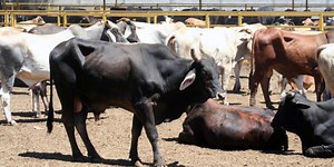 México alista represalias a EU por etiquetado