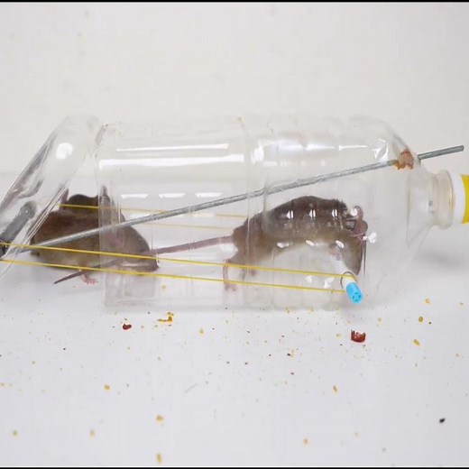 GENIUS DIY: Humane Mouse Trap from Plastic Bottle #mouse #mousetrap #diy