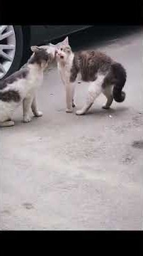Cats Screaming in a Fight😹🐾🔥 #cat #persiancat #cuteanimal #cutecat #trindingshorts #tabby #lovelycat