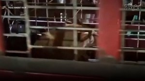 Owners of Pet Lion Arrested After Animal Escapes Home and Attacks Mother and Her 2 Children