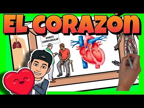 ♥ El CORAZON HUMANO para NIÑOS