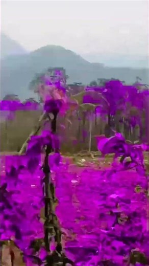#song 🏔️🌲🌲🌲