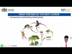NATURAL SCIENCES GRADE 8 : PHOTOSYNTHESIS AND RESPIRATION