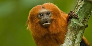 Mico-Leão-Dourado: Características, Nome Científico E Fotos – Mundo Ecologia