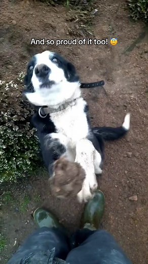 Guilty Dogs Compilation: Innocent until proven guilty 😭