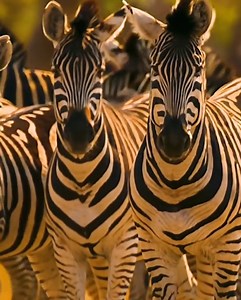 99K views · 1.4K reactions | Cheetah vs Leopard: Who is the Ultimate...