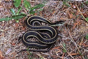 Northwestern garter snake - Alchetron, the free social encyclopedia