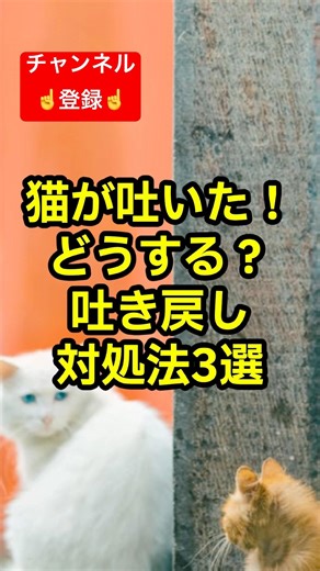 3 ways to deal with cat vomiting #shorts #trivia #tidbits #cat #catlover #catvideo