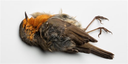 Scientists Turned Dead Birds Into Zombie Drones to Spy on Humans
