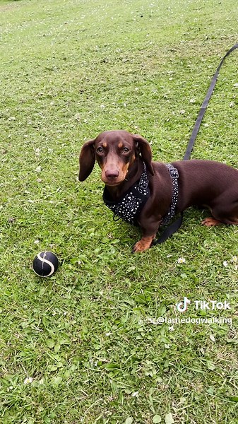Walks that build trust, one step at a time. This is more than a stroll — it’s a routine your dog can rely on. #PetFriends #LarneDogWalking #TrustedDogWalker #EnrichmentWalks #DogCareUK #DogWalkingRoutine