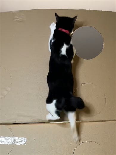 Cat Challenge: Fun and Humorous Pets on TikTok