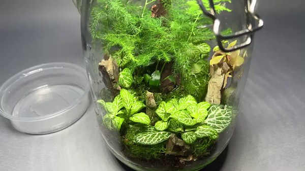 Closed Terrarium with Springtails