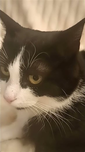 why does my new cat look like Maxwell