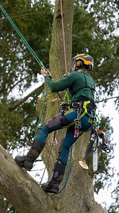 36K views · 7.6K reactions | NEW @distelforst in action with @tbharb working on an Ash removal. Check out the NEW Distel spikes in store or online now. (Tree suffering from Inonotus Hispidus) #arborist #distelforst #honeybros #treework #treeclimbing #treespurs #treespikes | Honey Brothers Ltd - Arboricultural Equipment Specialists | Facebook