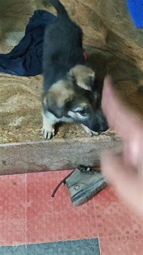 dog biting problem #germanshepherd #puppy #cuteanimal #gsds #cutepuppy