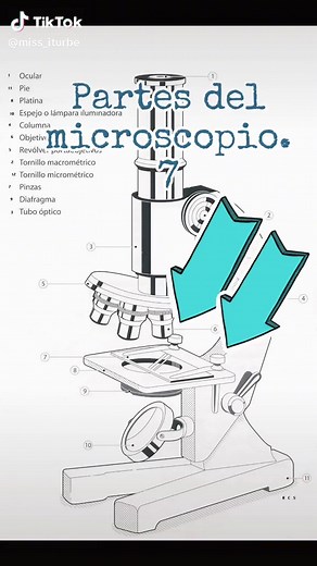 Partes del microscopio y su función principal