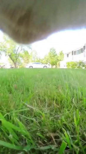 86K views · 5.1K reactions | The best of Mr. Kitters and Niko. Getting ready for the holidays so enjoy some summertime fun with the gang.  | mr.kitters.the.cat | Facebook