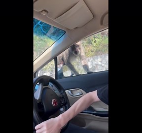 Primate-way robber! Wild monkey jumps into couple's car to steal food