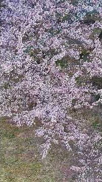 【ドローン空撮】桜、間に合った…？散り始めの桜も意外と最高だった。#ドローン空撮 #桜 #花吹雪 #お花見 #春の風景