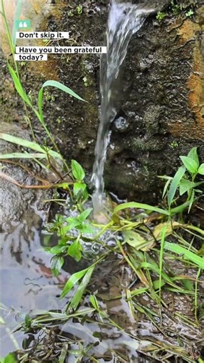 Relaxing Small River Sounds for Sleep (68) #nature