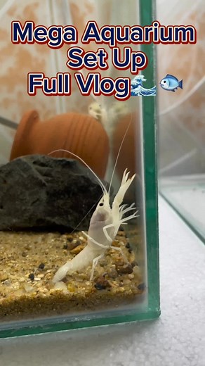 The Ultimate Mega Aqurium set Up Vlogs✨🌿🐬 → #hudadynamics #rakibhuda #foryou #fyp #fyp: #agro #exoticpets #sylhet #sylheti_fua #fish #aquarium #aqua #guppy #bettafish #molly #lobster #shrimp #aquriummini #uiu #longervideos #dhaka #bd #ksa #ksi #bangladesh