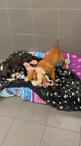 Puppy 🐶 Palooza! 🥰 | Jackson County Animal Shelter and Animal Control