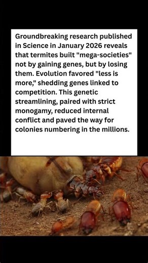 Evolution’s Secret: How Losing Genes Made Termites Super-Social! 🧬🐜 #wildlife #facts #shorts