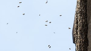 #MPRbees? Thousands of bees swarm by our St. Paul office