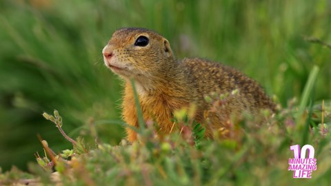 Ground squirrel scanning the open landscape