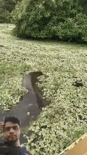 Amazon Rainforest Discovery Series | Snake Anaconda