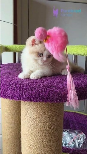 Meet Kasper: Scottish Straight Lilac Bicolor Gentle Companion with Yellow Eyes 🐾 #ScottishStraight