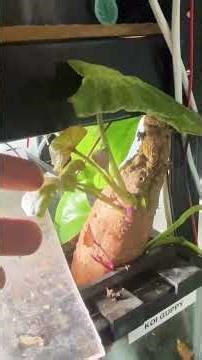 The Ultimate Aquarium Hack: Sweet Potato Filter! 🍠 #shorts