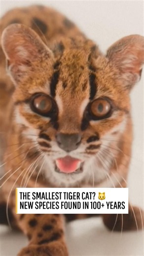 The world's smallest tiger cat? Meet Bolivia's newly discovered species