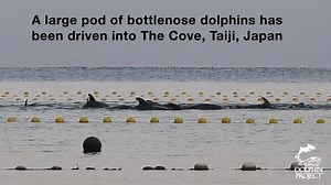 53K views · 1.1K reactions | Happening NOW: A large pod of bottlenose...