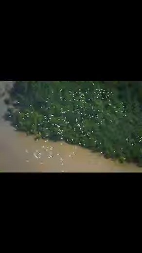 Guyana's Coastline | Guyana, South America