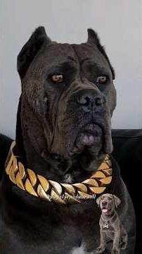 Como se preparar para criar um Cane corso? 😅🤣 #cachorro #canecorso #humor #comedia #pet #shorts
