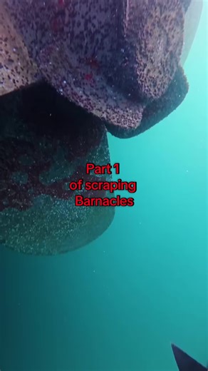 Party 1 of scraping Barnacles #barnacles #ship #underwater #shark #deepsea