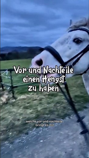 Part 3. Today, the social aspect. #tinker #horse #equestrian #stallion