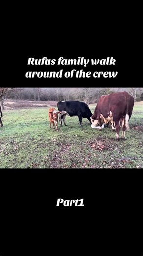 Rufus Family: Meet Ralphie & Rosie's New Calf