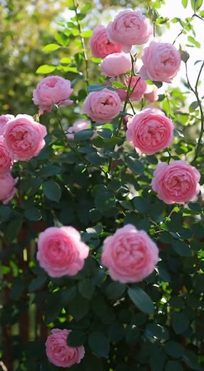 Huge roses in spring? It all starts now , Take this step | Garden and home tricks