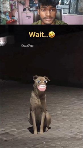 dog ka rangdari 🤣 #funny #omjcomedy #dog #comedy