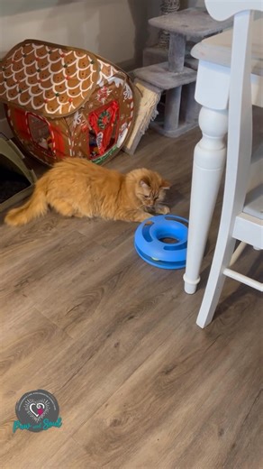 🐈 Cat Philosophy: Play when the mood strikes you. #pawandsoul #pawandsoulyyc #catfun #playtime #seniorcat #catsknowbest #yyccatsitter | Paw and Soul