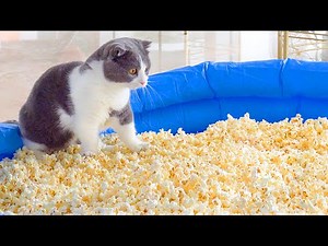 What Can't Cats Walk On? #11