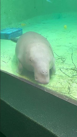 三重 鳥羽水族館 マナティー