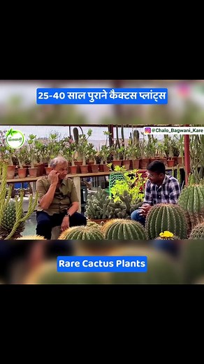 2.1K views · 19 reactions | Rare Cactus Collection of Mr. KK Aggarwal #fblogger #fbpost #gardeningtips #Custard #terracegardening #terracedesign #terrace #Apple #gardeninglove #garden #gardeningisfun #fb #gardening #plants #gardening101 #plantstagram #gardeninglife #terracegarden #plantslover #gardeningideas #पौधा #fbreels23 #plantsmakepeoplehappy #plantsplantsplants #का # #fbreelsvideo #Rare #plantsarefriends # | Chalo Bagwani Kare | Facebook