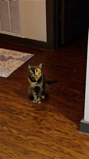 Sunshine exceeds speed limit #sunshinethecat #catsoftiktok #talkingcat #talkative #cats #funnycat