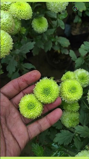 varieties of chrysanthemum flower plant | Green chrysanthemum flower | #greenflower